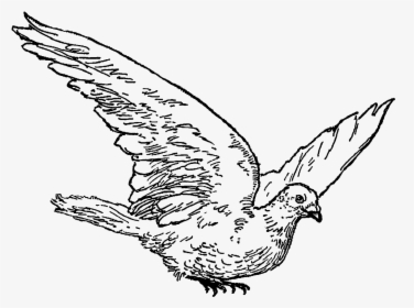 Vintage Dove Drawing, HD Png Download, Transparent PNG