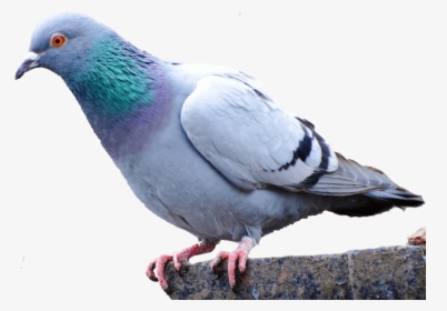 Pigeon Png - Pigeon On Transparent Background, Png Download, Transparent PNG