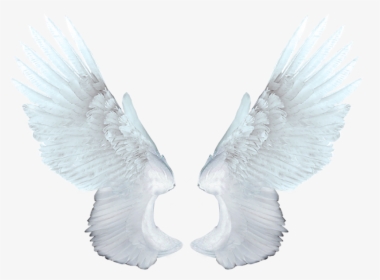 Wings Angel Png - White Angel Wings Png, Transparent Png, Transparent PNG