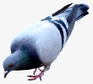 Pigeon - Pigeon Png, Transparent Png, Transparent PNG