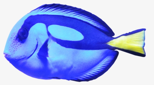 Blue Tang Fish Png Image - Coral Reef Fish, Transparent Png, Transparent PNG