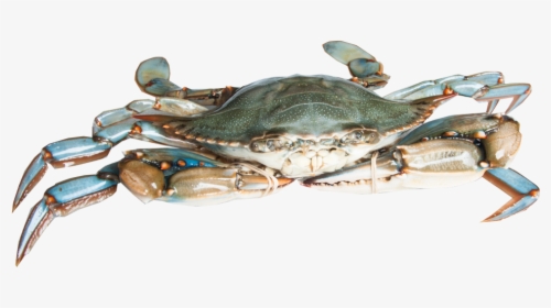 Blue Crab Png, Transparent Png, Transparent PNG