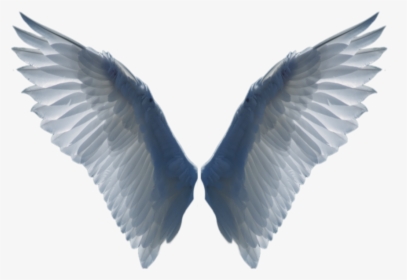 Wings Png - Bird Wing Png, Transparent Png, Transparent PNG
