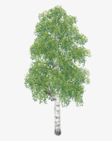Trees Do Hardwoods Come, HD Png Download, Transparent PNG