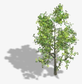 Preview - Isometric 3d Tree Png, Transparent Png, Transparent PNG