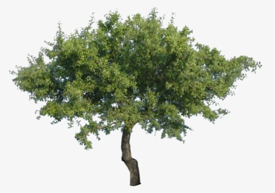 Tree Png - Дерево Пнг, Transparent Png, Transparent PNG