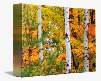 Clip Art Fall Birch Trees - Silver Birch Trees Autumn, HD Png Download, Transparent PNG