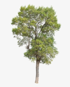 Tree, Green, Isolated, Garden, Forest, Decoration - Isolated Oak Tree Png, Transparent Png, Transparent PNG