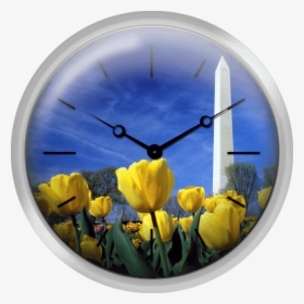 Tulips And The Washington Monument Washington Dc - Tulip, HD Png Download, Transparent PNG