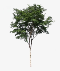 Trees Png No Background - Acacia Tree Png, Transparent Png, Transparent PNG