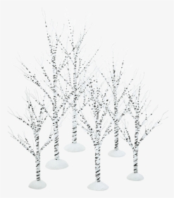 Winter Birch Trees - Still Life Photography, HD Png Download, Transparent PNG