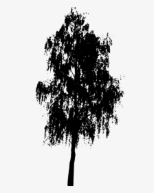 Photography - Birch Tree Silhouette Png, Transparent Png, Transparent PNG