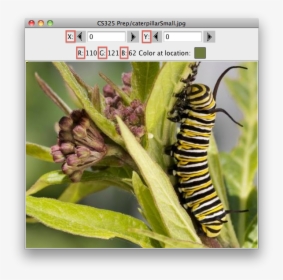 Explorer - Alypia Octomaculata, HD Png Download, Transparent PNG