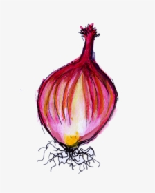 Transparent Onion Png - Red Onion, Png Download, Transparent PNG