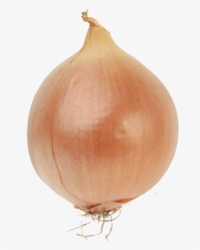 Bulb Onions Bulb Onions Vegetable Red Onion - Bulb Of An Onion, HD Png Download, Transparent PNG