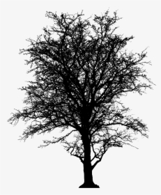 Leafless Barren Tree Silhouette Clip Arts - Barren Tree Png, Transparent Png, Transparent PNG