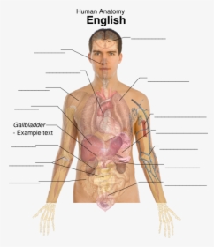 Body Organ Diagram Male - Organs Position In The Body, HD Png Download, Transparent PNG