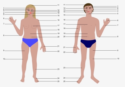 Transparent Human Body Outline Png - Human Body Parts Without Names, Png Download, Transparent PNG