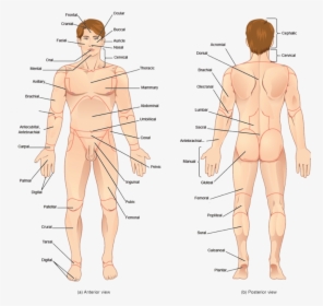 Human Body Vector - Transparent Healthy Body Png, Png Download ,  Transparent Png Image - PNGitem