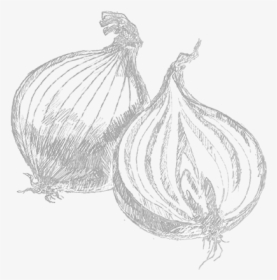 Drawings Of Garlic Transparent, HD Png Download, Transparent PNG