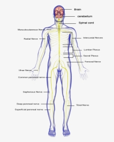 Nervous System Body Parts , Png Download - Nervous System Hd Part, Transparent Png, Transparent PNG