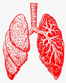 Lungs, Anatomy, Breathing, Bronchitis, Body Parts, - Black And White Lungs, HD Png Download, Transparent PNG