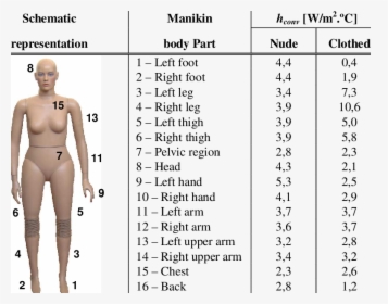 Heat Transfer Coefficient Human Body, HD Png Download, Transparent PNG