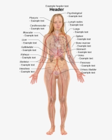 Clip Art Internal Body Parts - Woman Human Body Anatomy, HD Png Download, Transparent PNG