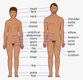 Body Parts Of Men, HD Png Download, Transparent PNG