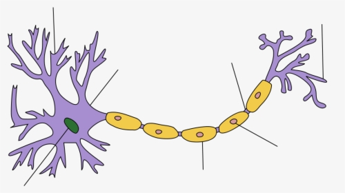 Neuron Clipart Body Cell - Neuron Structure, HD Png Download, Transparent PNG
