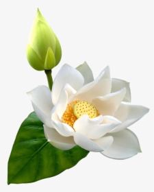 White Lotus Png Clip Art - White Lotus Flower Png, Transparent Png, Transparent PNG
