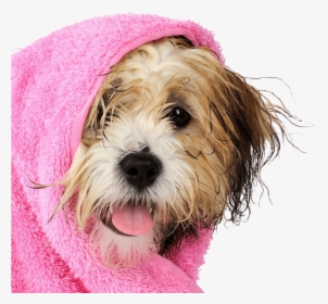 dog bath png