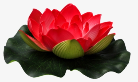 Red Lotus Png Flower - Red Lotus Flower Png, Transparent Png, Transparent PNG