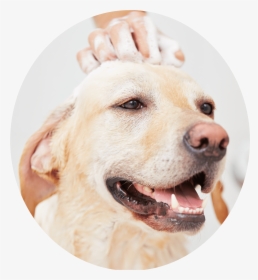 Dog Grooming Pictures Stock, HD Png Download, Transparent PNG