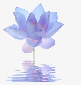 Nelumbo Nucifera Egyptian Lotus Flower Blue Lilium - Closed Blue Lotus Flower, HD Png Download, Transparent PNG