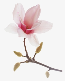 Transparent Lotus Flowers Png - Png Transparent Magnolia Png, Png Download, Transparent PNG
