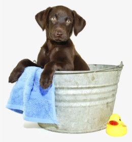 All Grooming Appointments Include - Puppies Getting A Bath, HD Png Download, Transparent PNG
