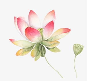 Transparent Lotus Png - Watercolor Transparent Background Lotus Flower Png, Png Download, Transparent PNG