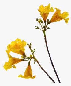 Flowers With Stem Png, Transparent Png, Transparent PNG