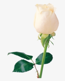 White Rose Png Image, Flower White Rose Png Picture - Single White Rose Png, Transparent Png, Transparent PNG