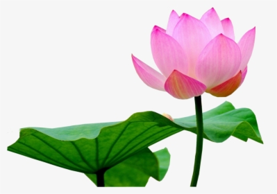 Lotus Flower Png - Lotus Flower Image Png, Transparent Png, Transparent PNG