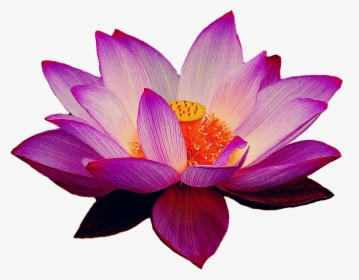 Transparent Pink Lotus Flower Clipart - Lotus Flower Png Transparent, Png Download, Transparent PNG