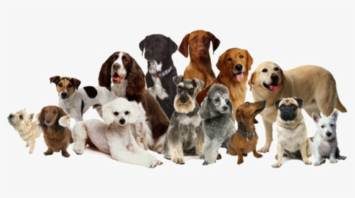 Many Breeds Of Dogs, HD Png Download, Transparent PNG