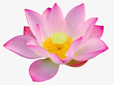 Lotus/lotus Bloem Joy - Lotus Flower Png, Transparent Png, Transparent PNG