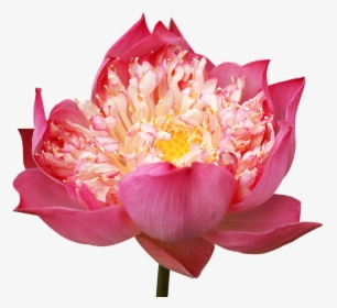 Lotus Flowers, Decorate, Pink Lotus, Many Wings - ดอกบัว Png, Transparent Png, Transparent PNG