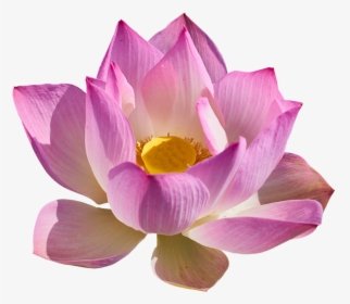 Lotus Flower Png - Sacred Lotus, Transparent Png, Transparent PNG