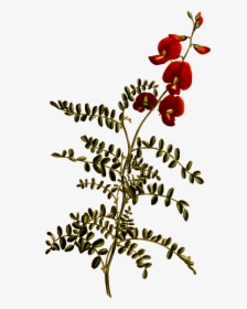 Free Download Small Flowers Clipart Flower Swainsona, HD Png Download, Transparent PNG