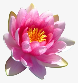 Clip Art Lotus Pod Flowers - Lotus Flower Benefits, HD Png Download, Transparent PNG