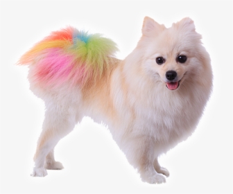Pomeranian Dog Tail, HD Png Download, Transparent PNG