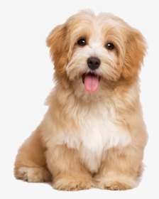 Cute Puppy Transparent Background, HD Png Download, Transparent PNG